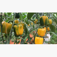 Étkezési paprika