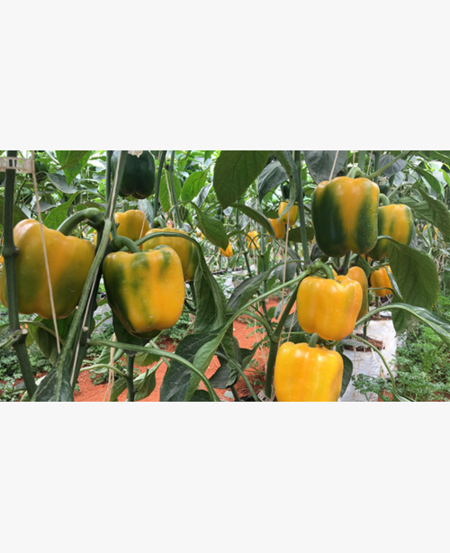 Étkezési paprika