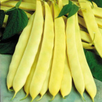 Sárgahüvelyű bokorbab