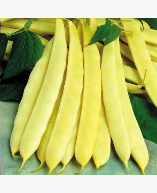 Sárgahüvelyű bokorbab