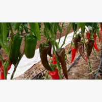 Étkezési paprika