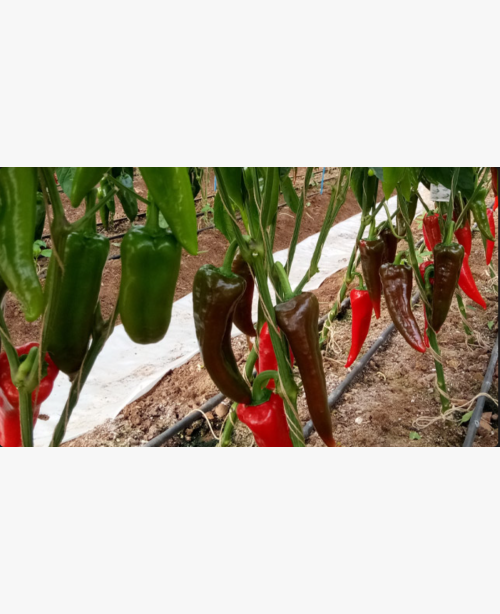 Étkezési paprika