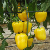 Étkezési paprika