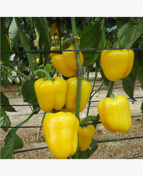 Étkezési paprika