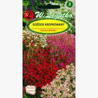 Mezei szegfű mix