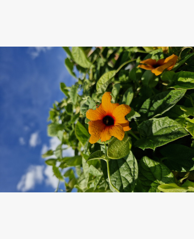 Feketeszem - színkeverék