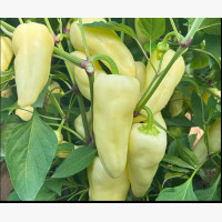 Étkezési paprika