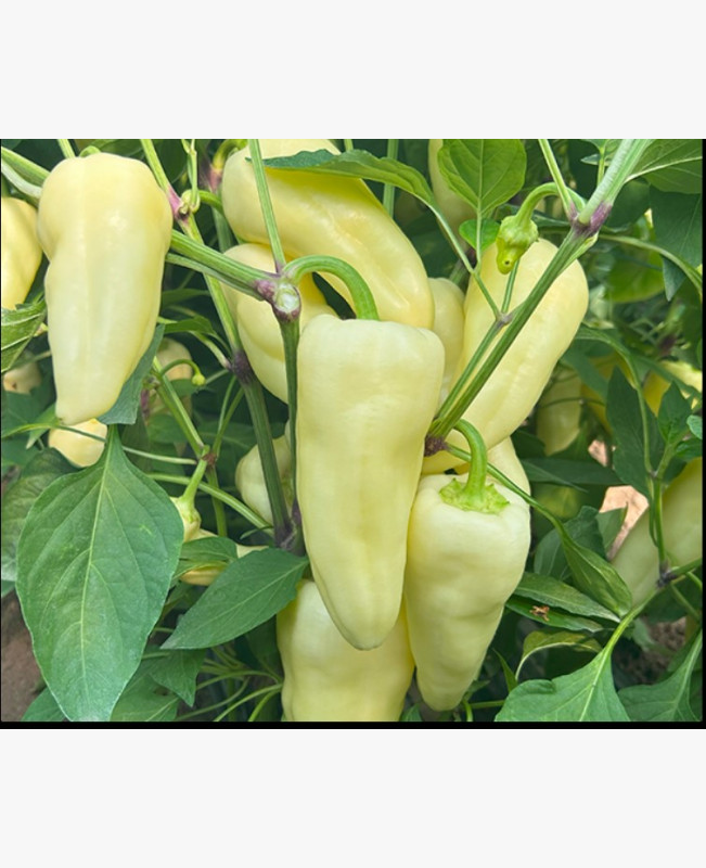 Étkezési paprika