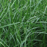 Festulolium 