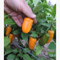 Étkezési paprika