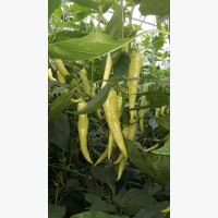 Étkezési paprika
