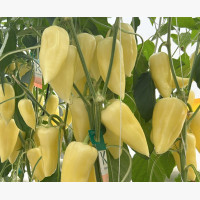 Étkezési paprika