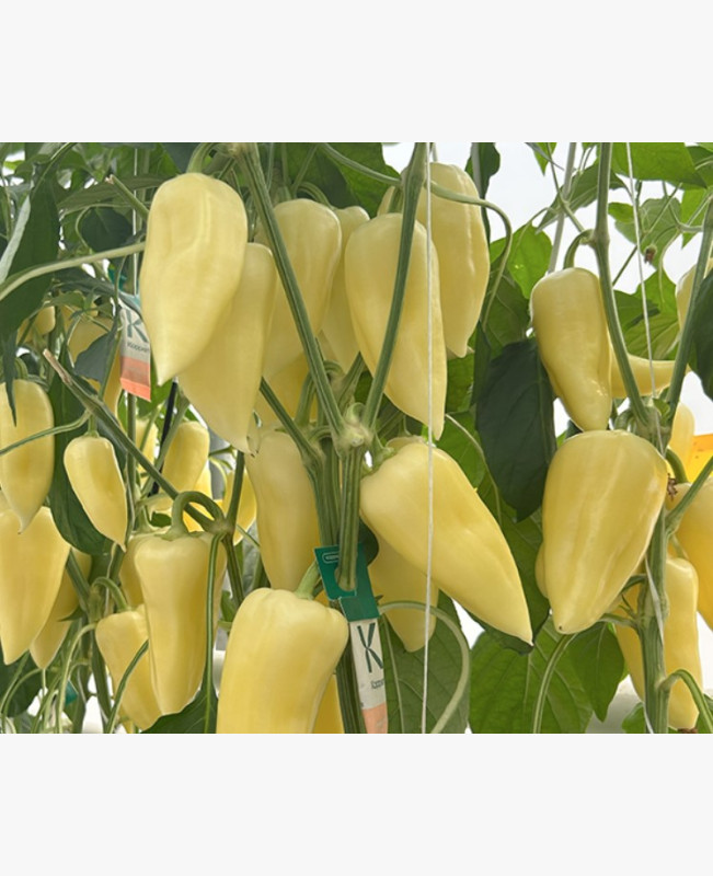 Étkezési paprika