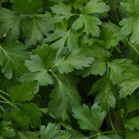 Metélőpetrezselyem