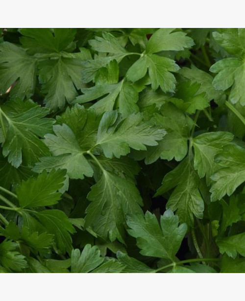 Metélőpetrezselyem