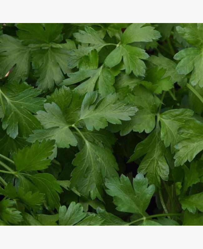 Metélőpetrezselyem