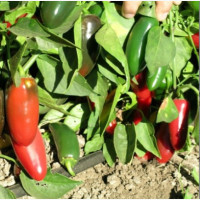 Étkezési paprika