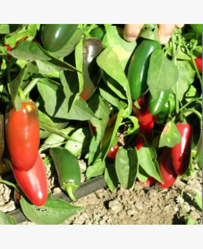 Étkezési paprika