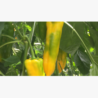 Étkezési paprika