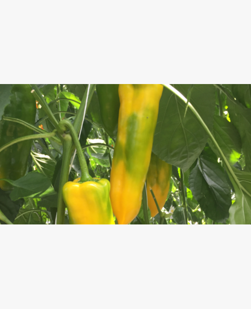 Étkezési paprika