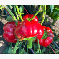 Étkezési paprika