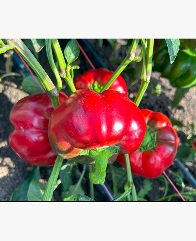 Étkezési paprika