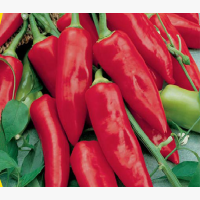 Fűszerpaprika