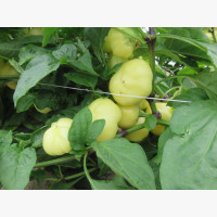 Étkezési paprika