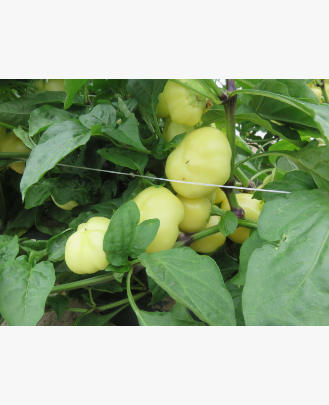 Étkezési paprika