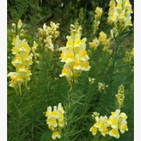 Közönséges gyújtoványfű