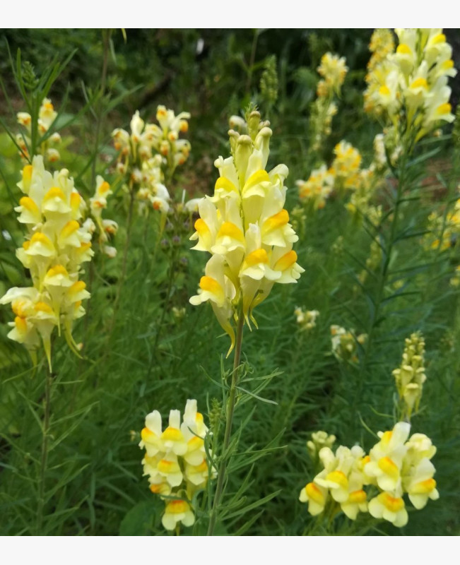 Közönséges gyújtoványfű