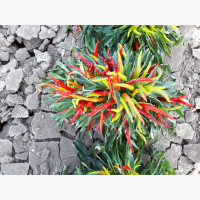 Chili paprika