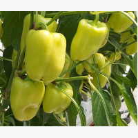 Étkezési paprika