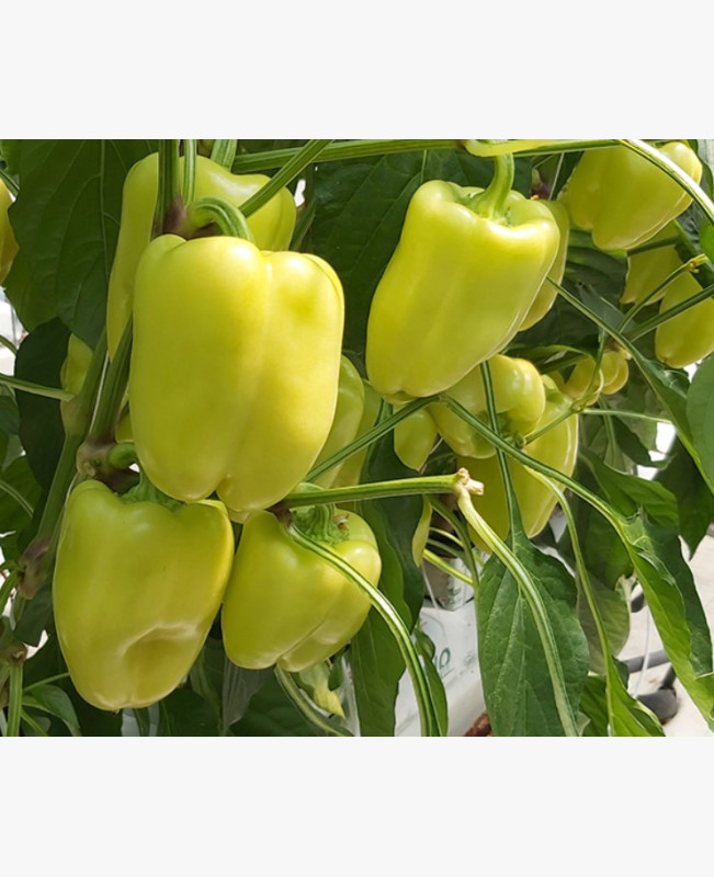 Étkezési paprika