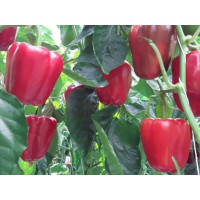 Étkezési paprika