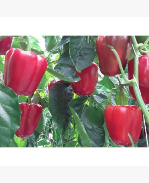 Étkezési paprika