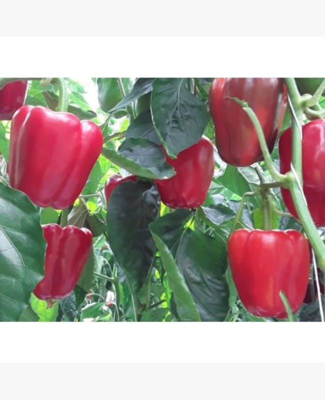 Étkezési paprika