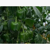 Étkezési paprika