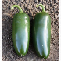 Étkezési paprika