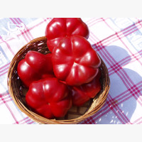 Étkezési paprika