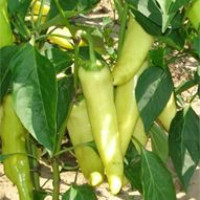 Étkezési paprika