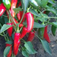 Étkezési (chili) paprika
