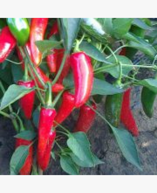 Étkezési (chili) paprika
