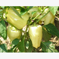 Étkezési paprika