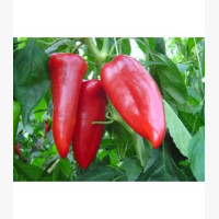 Étkezési paprika
