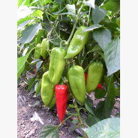 Étkezési paprika