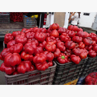 Étkezési paprika