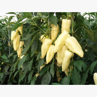 Étkezési paprika