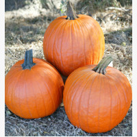 Halloween tök