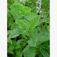 Menta édes